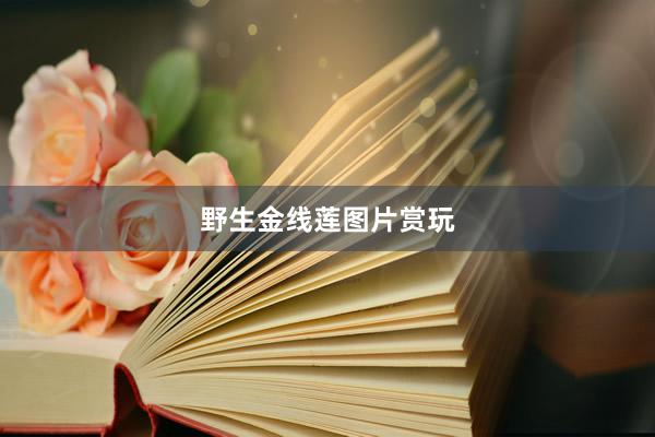 野生金线莲图片赏玩
