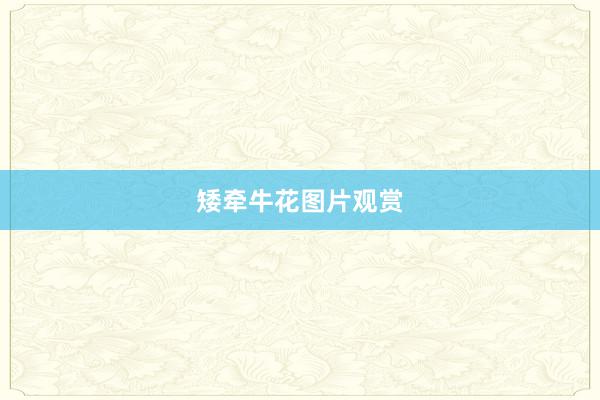 矮牵牛花图片观赏